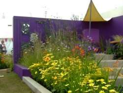 'Purple Stripe' back-to-back garden